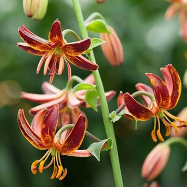 Lilium Martagon 'Arabian Knight' Seeds