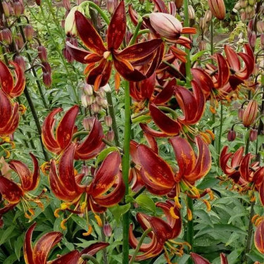 Lilium Martagon 'Arabian Knight' Seeds