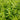 Linear Stonecrop Seeds