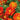 Linnaeus Burning Embers Marigold Seeds