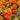 Linnaeus Burning Embers Marigold Seeds