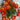 Linnaeus Burning Embers Marigold Seeds