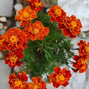 Linnaeus Burning Embers Marigold Seeds