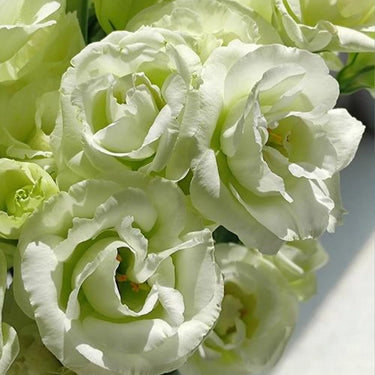 Lisianthus Seeds-Apple Green