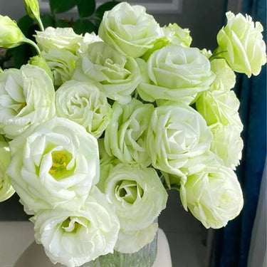 Lisianthus Seeds-Apple Green
