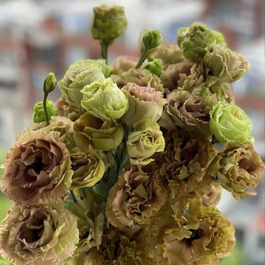 Lisianthus Seeds-Brown Lisianthus
