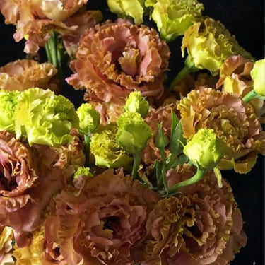 Lisianthus Seeds-Brown Lisianthus