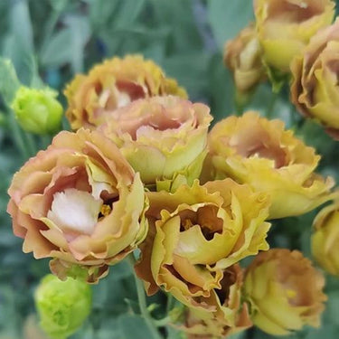 Lisianthus Seeds-Chocolate Ice Cream