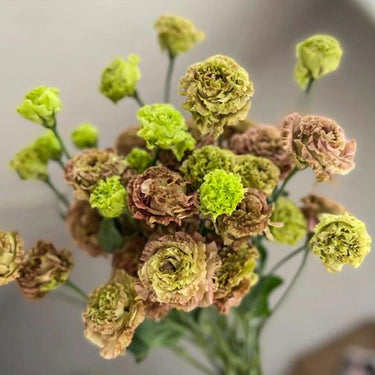 Lisianthus Seeds-Chocolate Ice Cream
