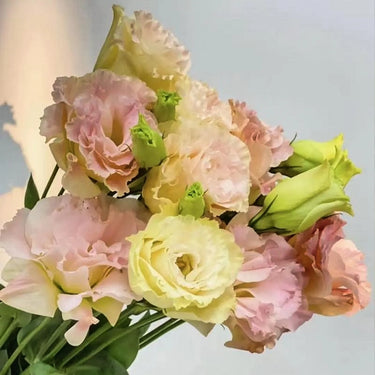 Lisianthus Seeds-Echo Champagne