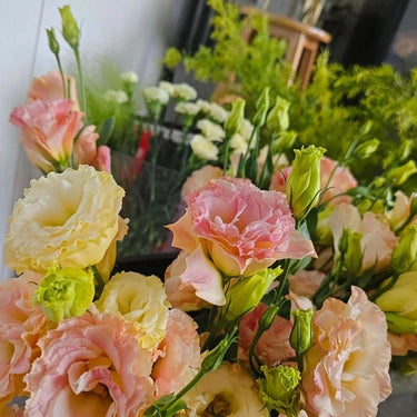 Lisianthus Seeds-Echo Champagne