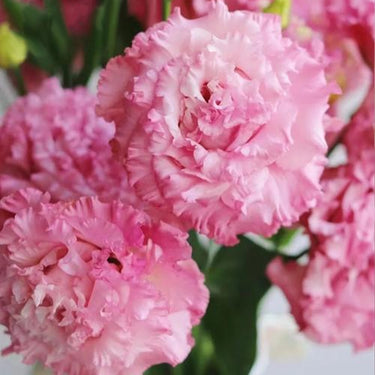 Lisianthus Seeds-Echo Pink