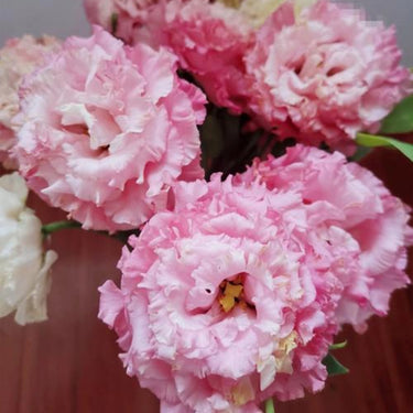 Lisianthus Seeds-Echo Pink