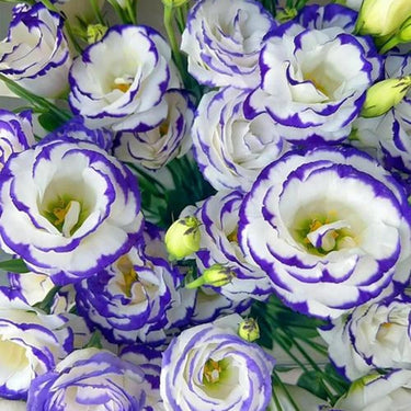 Lisianthus Seeds-Light Pink with Purple Edge