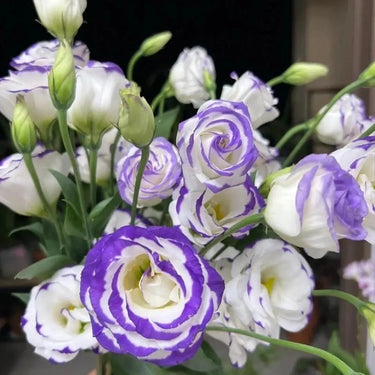 Lisianthus Seeds-Light Pink with Purple Edge