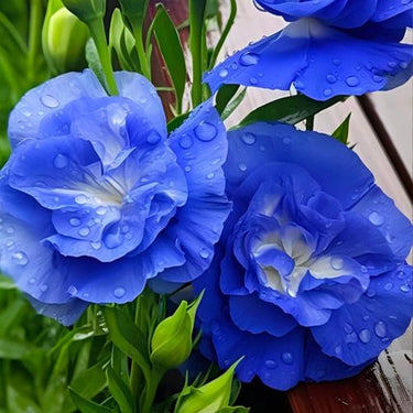 Lisianthus Seeds-Mariachi Blue