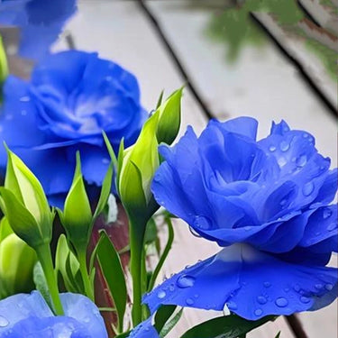 Lisianthus Seeds-Mariachi Blue