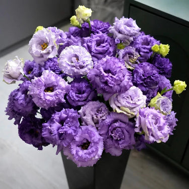 Lisianthus Seeds-Mariachi Lavender