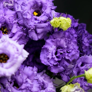 Lisianthus Seeds-Mariachi Lavender