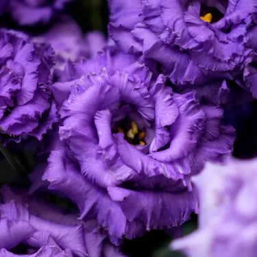 Lisianthus Seeds-Mariachi Lavender