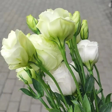 Lisianthus Seeds-Mariachi Lime Green