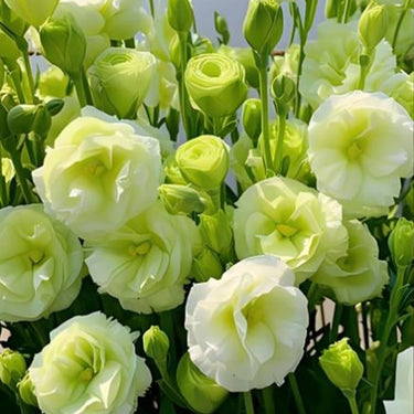 Lisianthus Seeds-Mariachi Lime Green