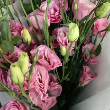 Lisianthus Seeds-Mariachi Pink