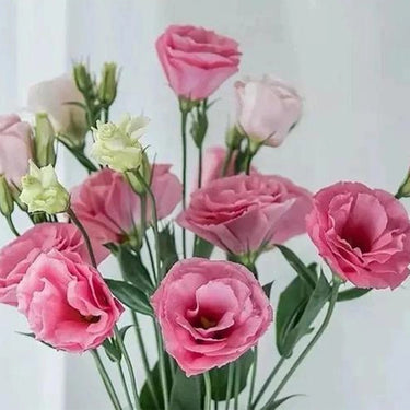 Lisianthus Seeds-Mariachi Pink