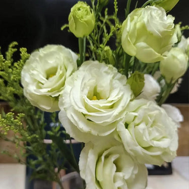 Lisianthus Seeds-Mariachi White