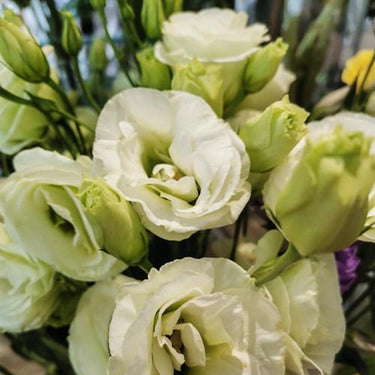 Lisianthus Seeds-Mariachi White
