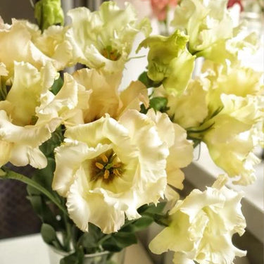 Lisianthus Seeds-Mariachi Yellow