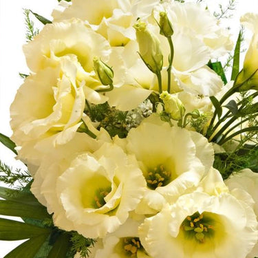 Lisianthus Seeds-Mariachi Yellow