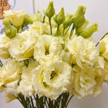 Lisianthus Seeds-Mariachi Yellow
