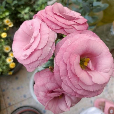 Lisianthus Seeds-Mermaid Pink