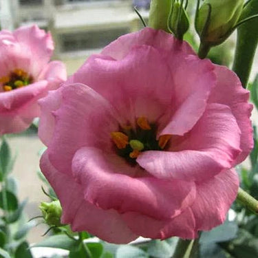 Lisianthus Seeds-Mermaid Pink