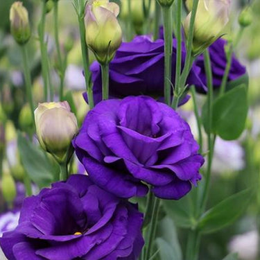 Lisianthus Seeds-Mermaid Purple