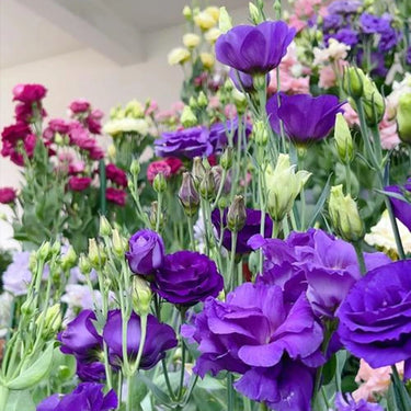Lisianthus Seeds-Mermaid Purple