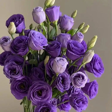 Semillas de lisianthus - Púrpura neón