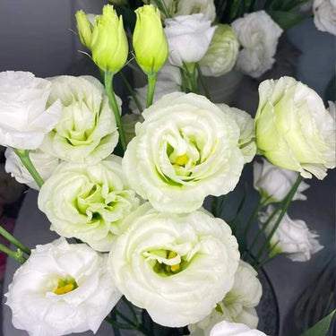 Lisianthus Seeds-Oriental White
