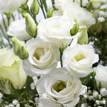 Lisianthus Seeds-Oriental White