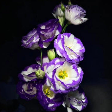 Lisianthus Seeds-Rosita II Blue Picotee