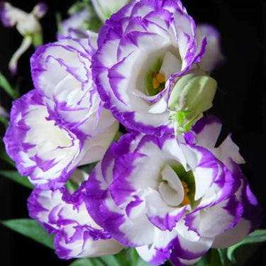 Lisianthus Seeds-Rosita II Blue Picotee