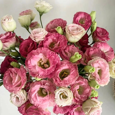 Lisianthus Seeds-Rosita II Pink