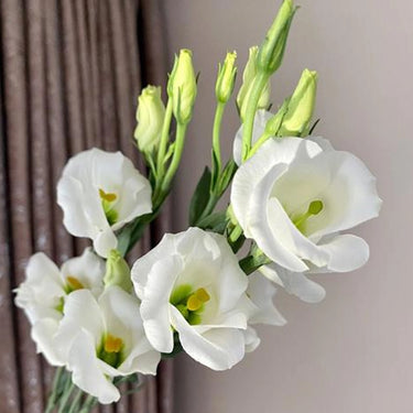Lisianthus Seeds-Rosita II White