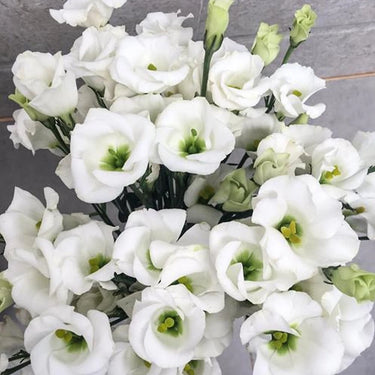 Lisianthus Seeds-Rosita II White