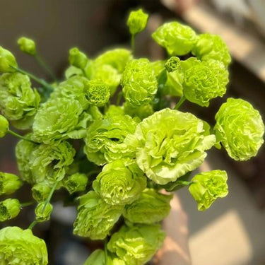 Lisianthus Seeds-Voyage 2 Green