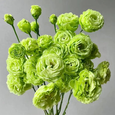Lisianthus-Samen – Voyage 2 Green