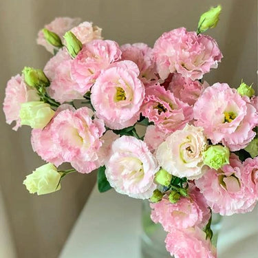 Lisianthus Seeds-Voyage 2 Pink