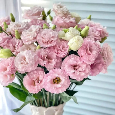 Lisianthus Seeds-Voyage 2 Pink