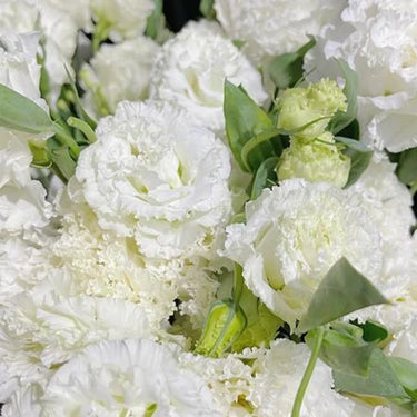 Lisianthus Seeds-Voyage 2 White